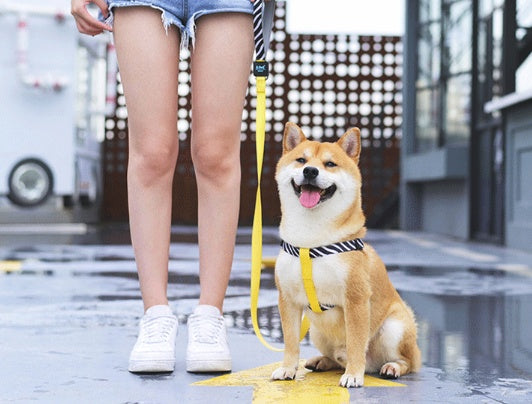 Pet Chest Strap Harness