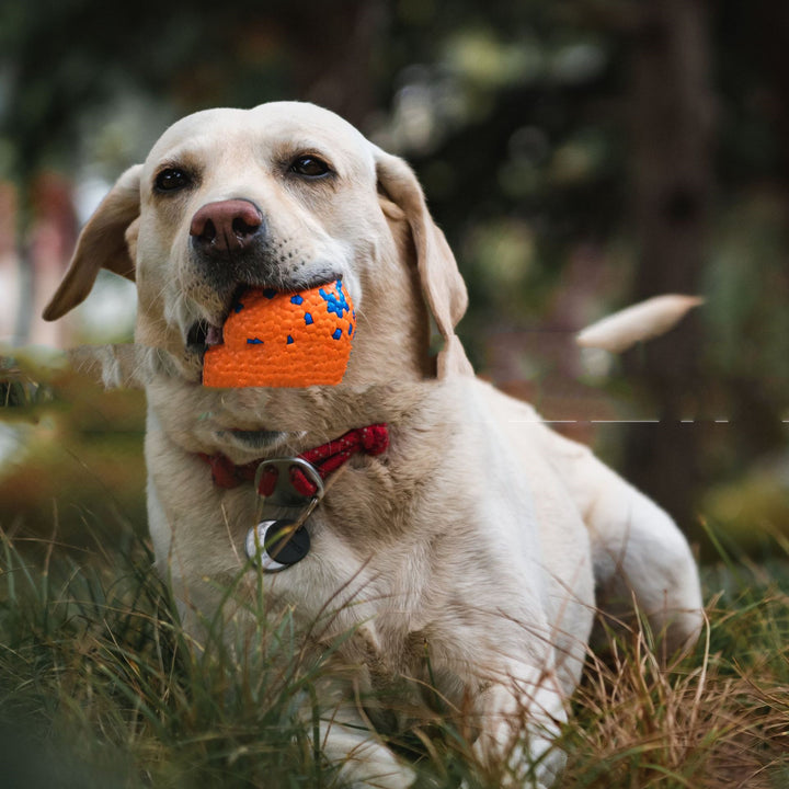 Bite Resistant Chew Burst Ball Pet Toy Interactive Durable Toy
