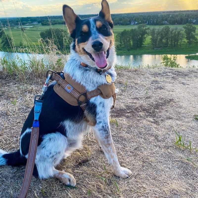 Pet Chest Strap Training Belt With Handheld Safety Control Rope