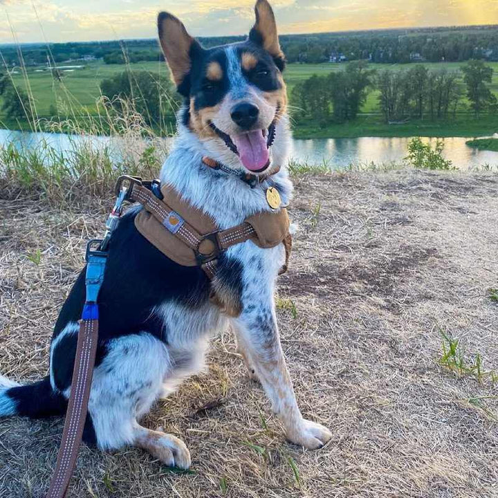 Pet Chest Strap Training Belt With Handheld Safety Control Rope