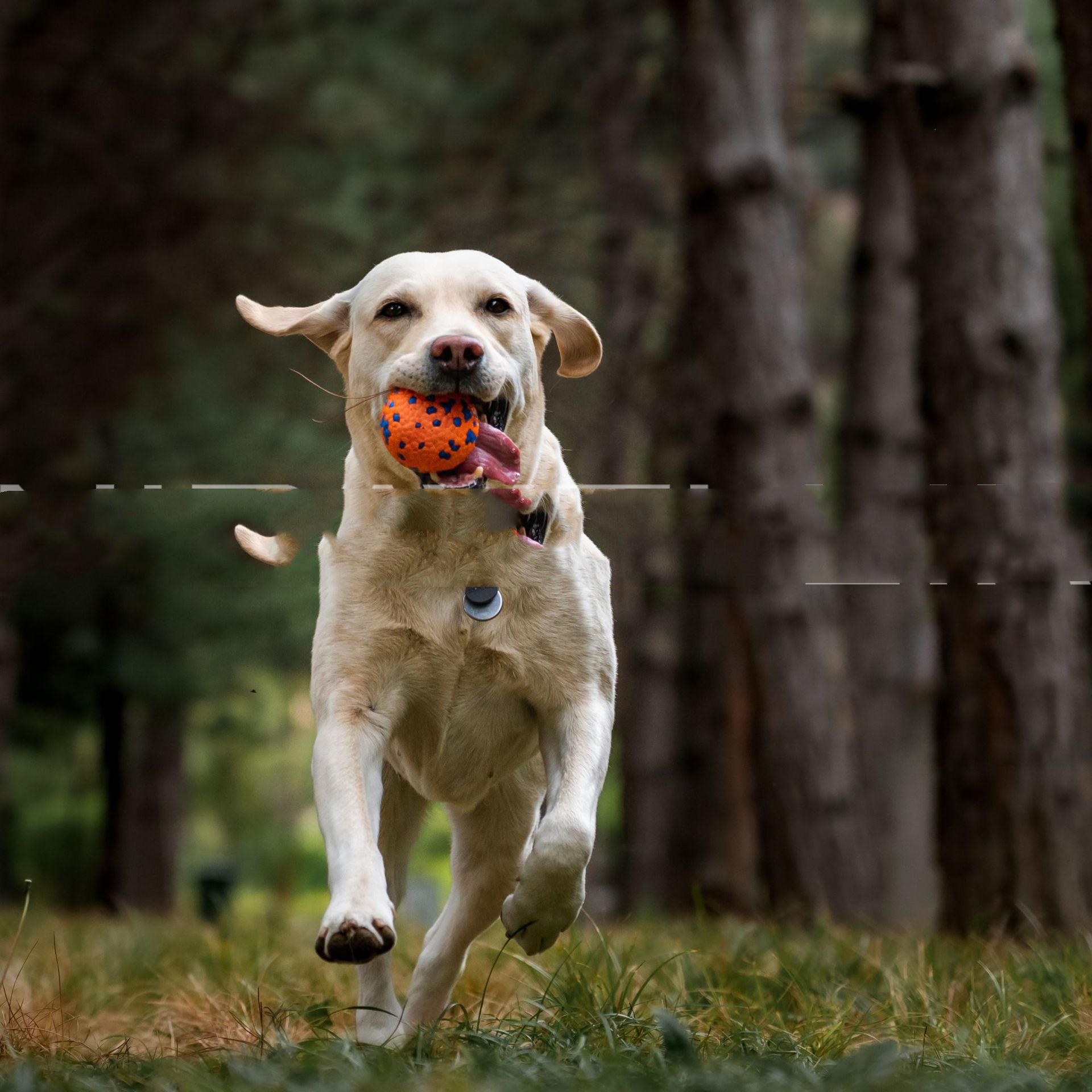 Bite Resistant Chew Burst Ball Pet Toy Interactive Durable Toy