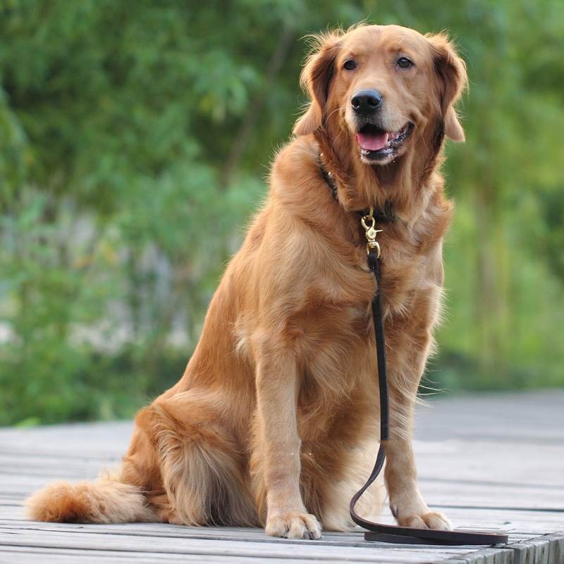 Pet Cowhide Chain Elastic Band Accessory