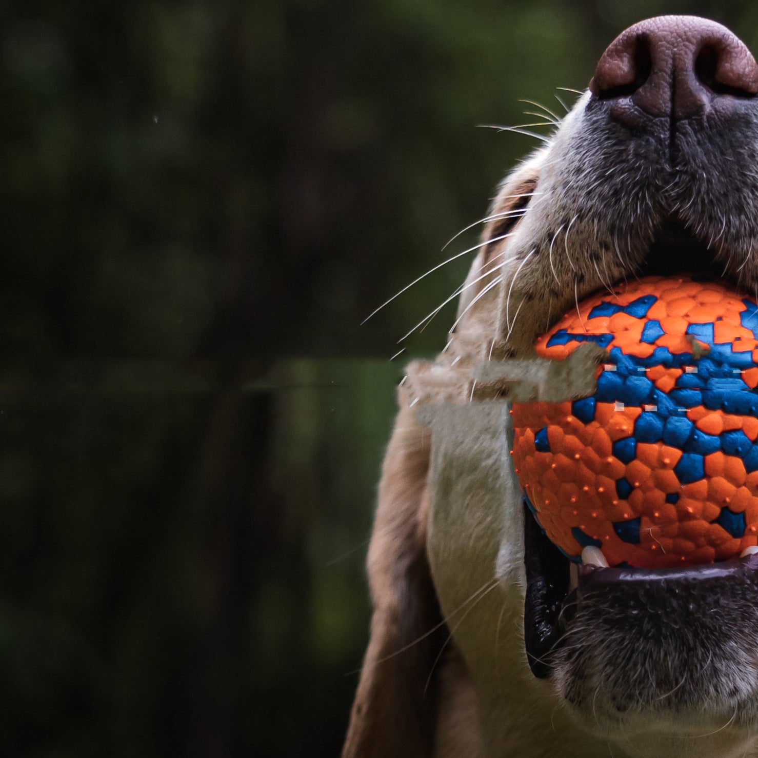 Bite Resistant Chew Burst Ball Pet Toy Interactive Durable Toy